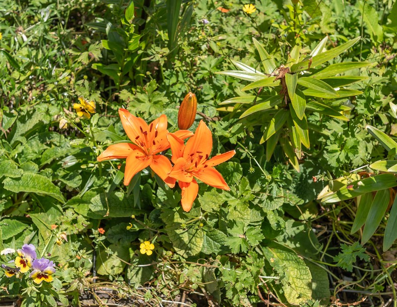 Orange Lily photo 6