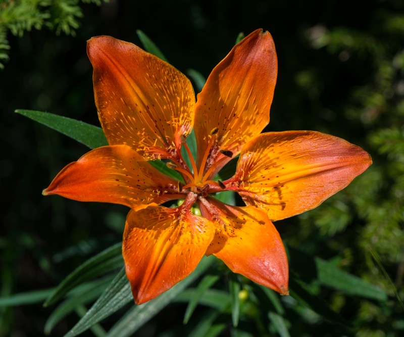 Orange Lily