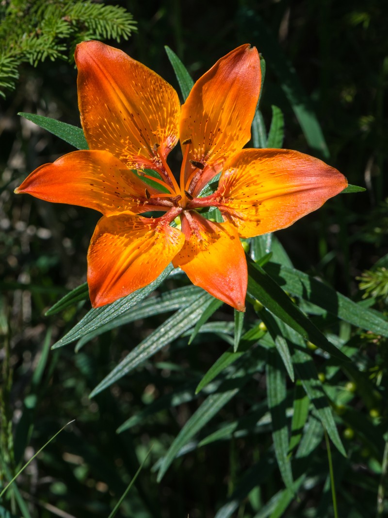 Orange Lily photo 2