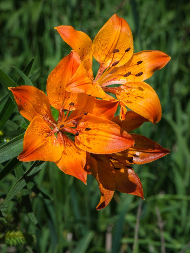 Orange Lily photo 3