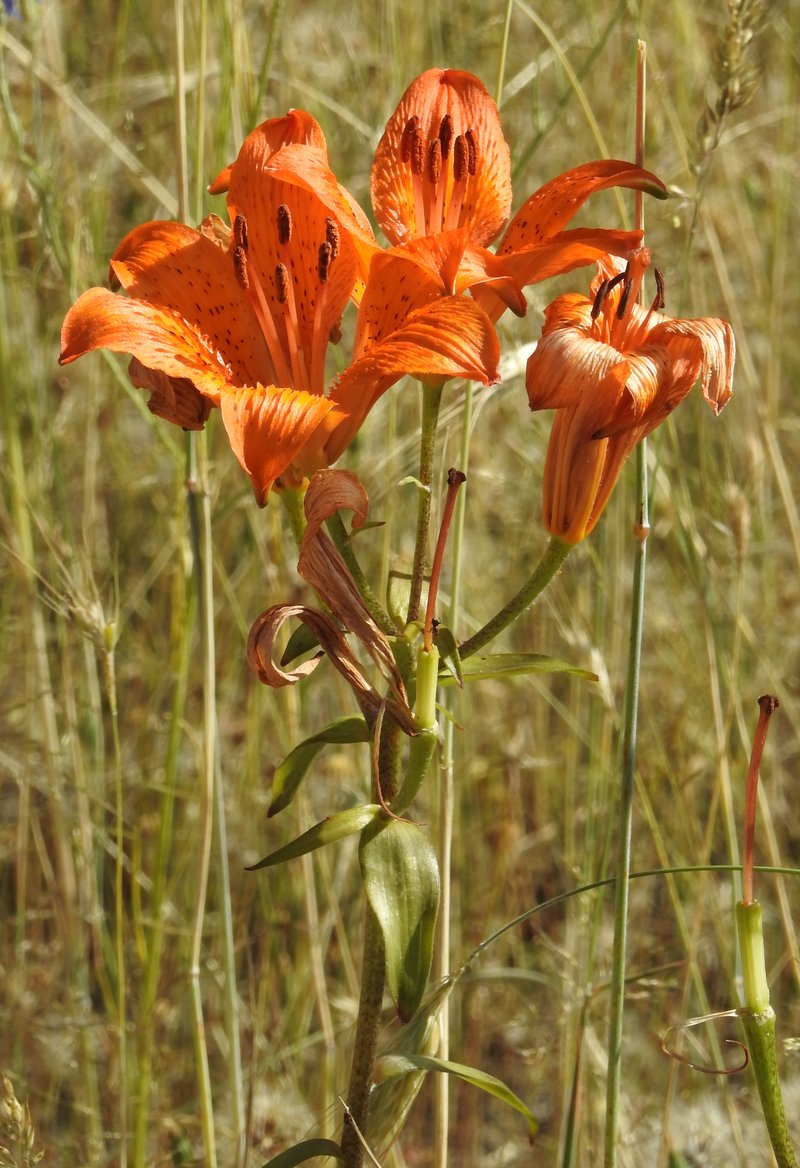 Orange Lily photo 7