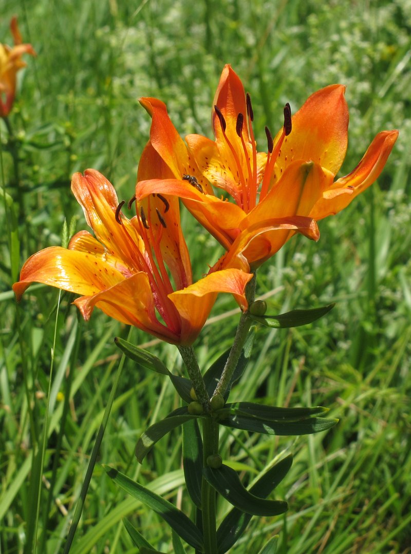 Orange Lily photo 8