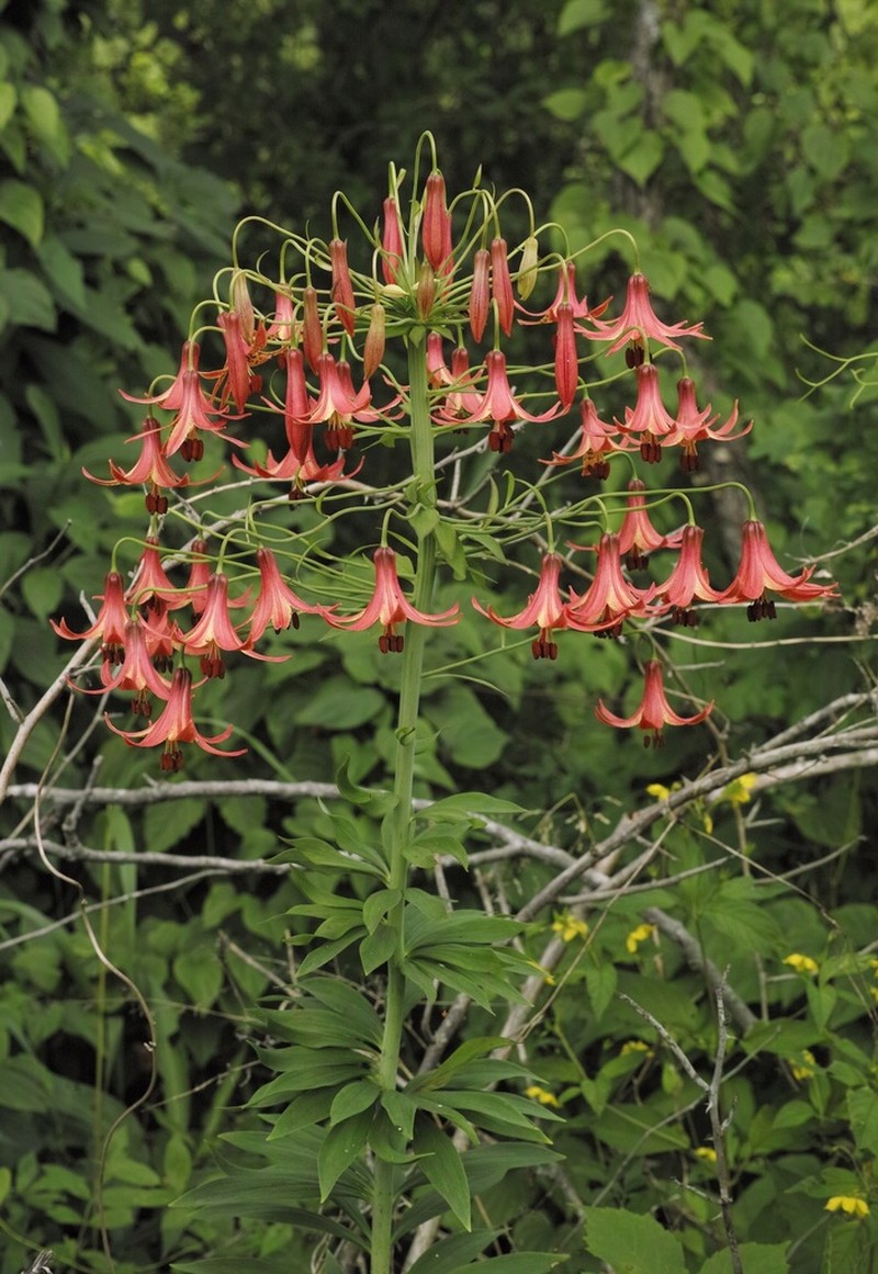 Canada Lily