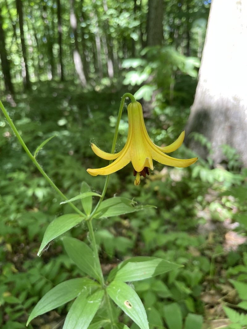 Canada Lily photo 2
