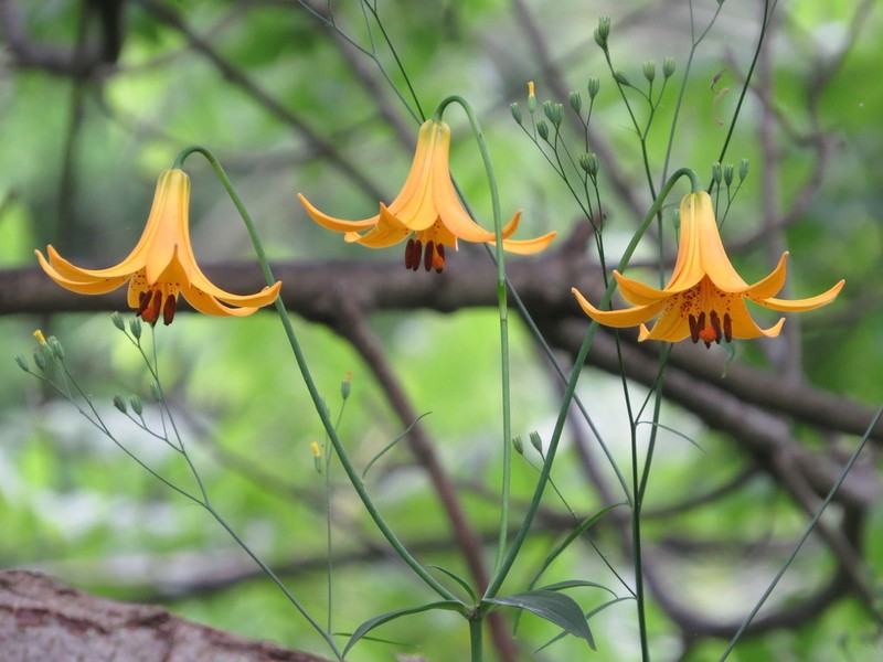 Canada Lily photo 3