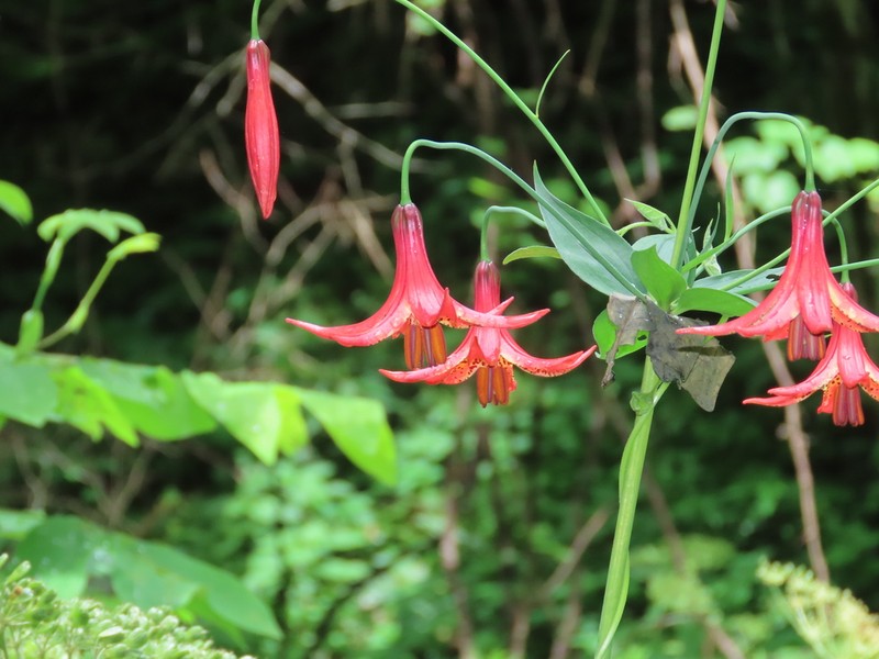 Canada Lily photo 4