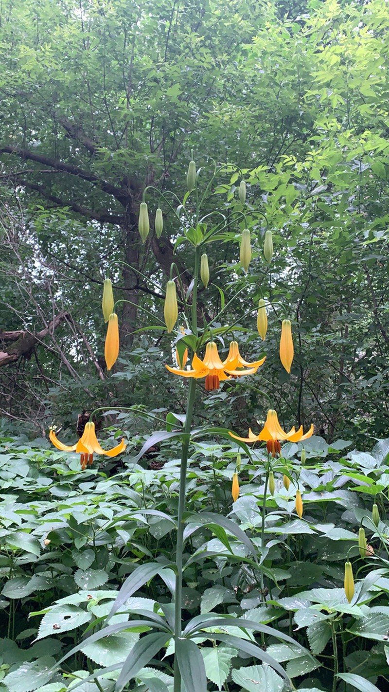 Canada Lily photo 5