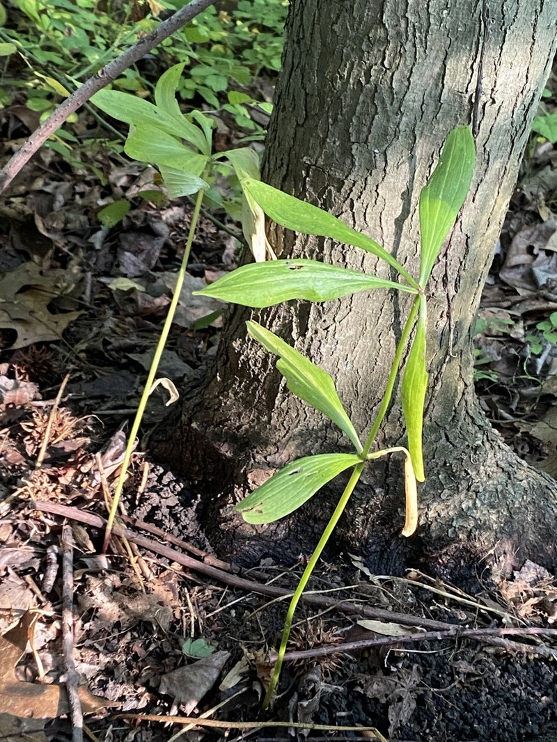 Canada Lily photo 6