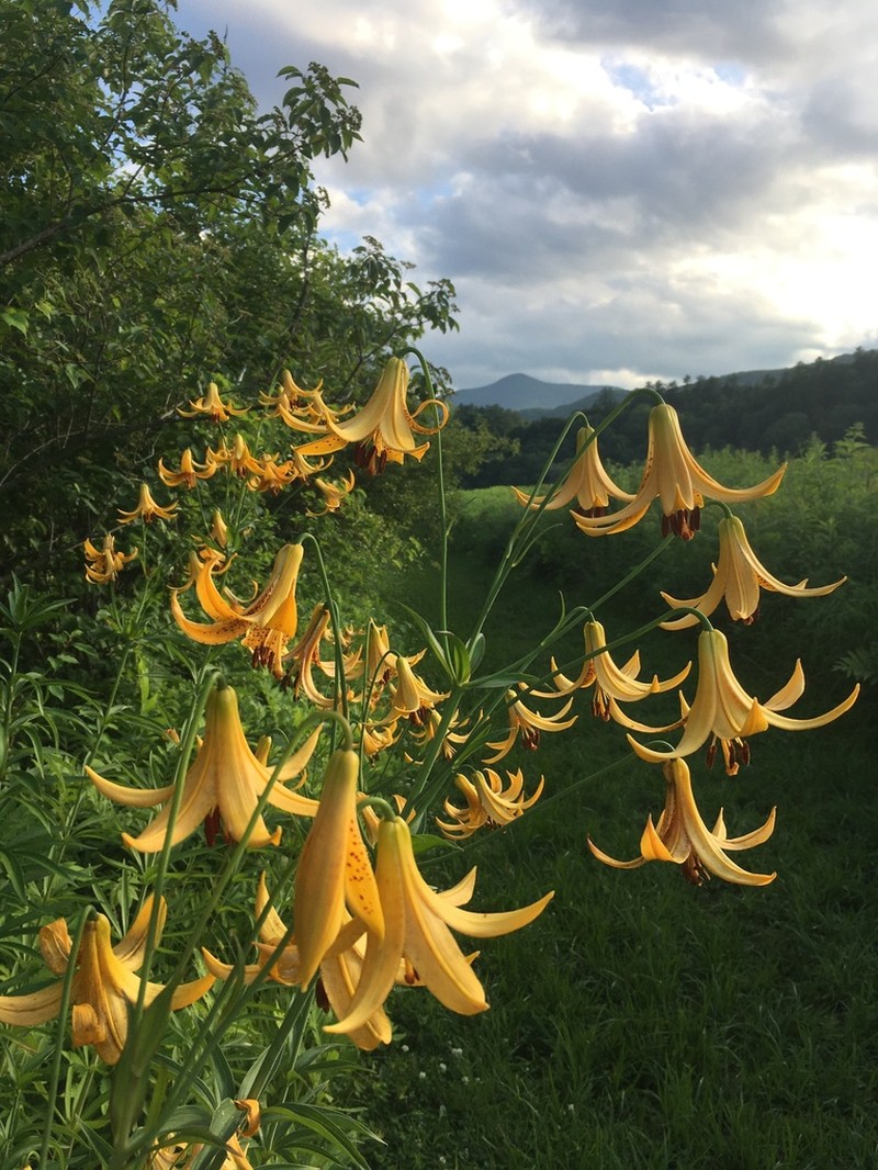 Canada Lily photo 7