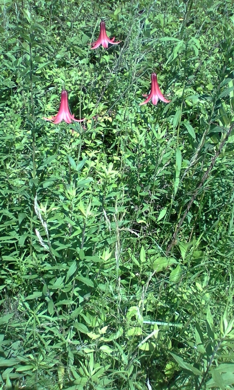Canada Lily photo 8