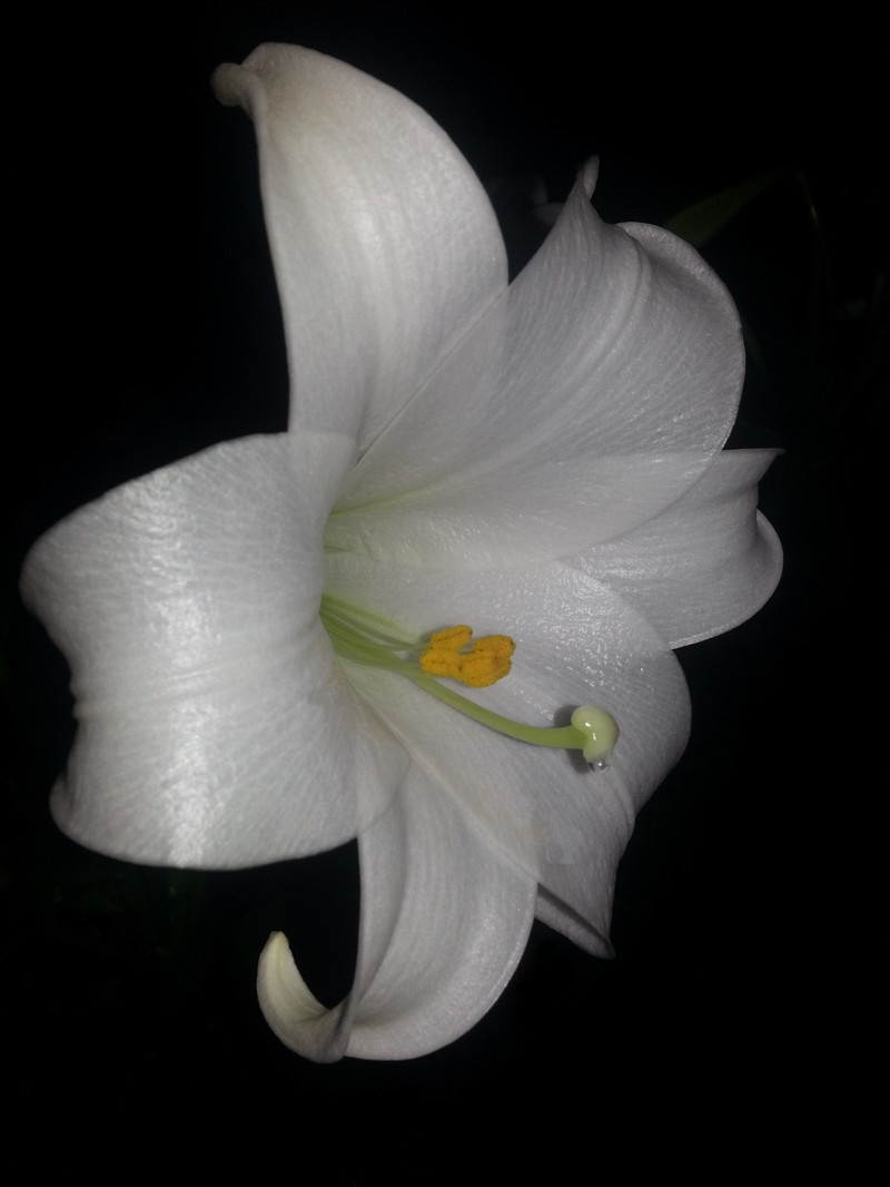 Madonna Lily photo 5