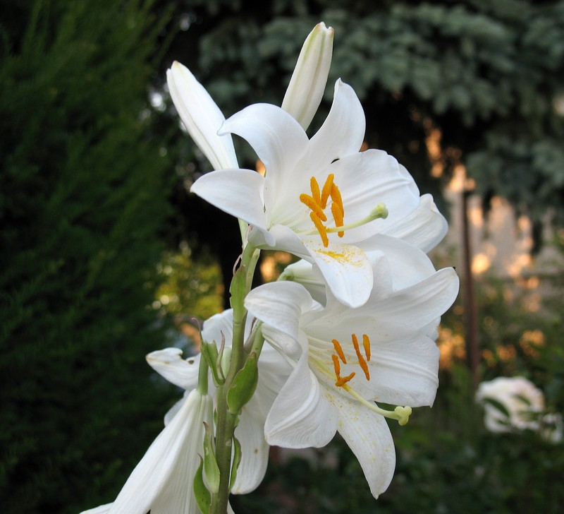 Madonna Lily photo 6