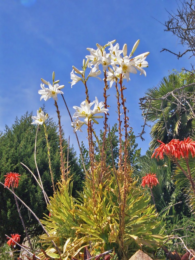 Madonna Lily photo 2