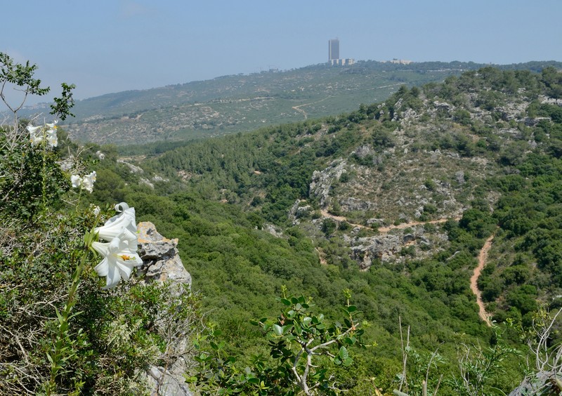 Madonna Lily photo 4