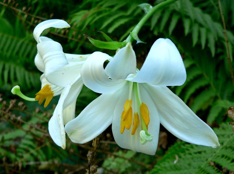 Madonna Lily photo 7