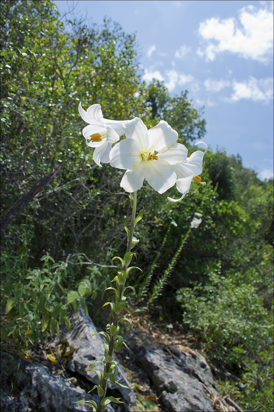 Madonna Lily photo 8