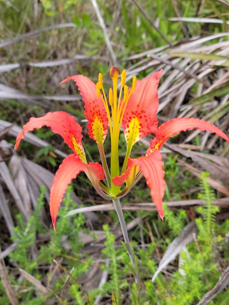 Pine Lily