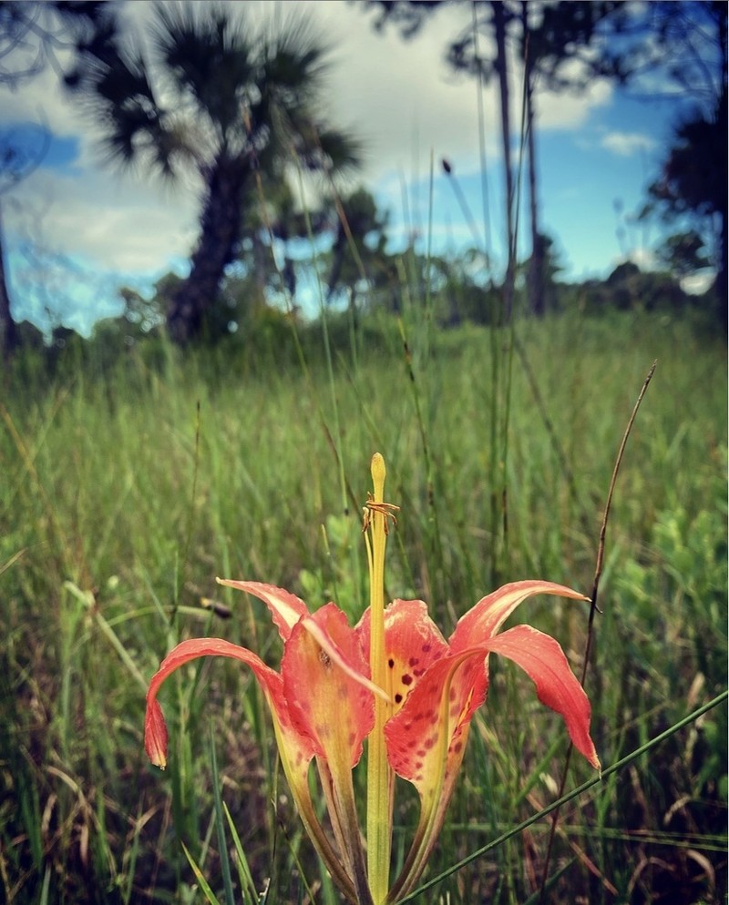Pine Lily photo 2