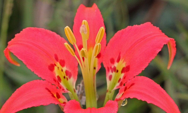 Pine Lily photo 3