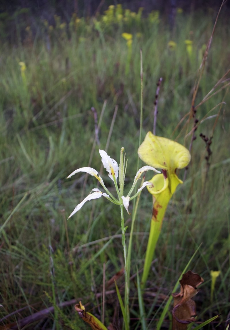 Pine Lily photo 4