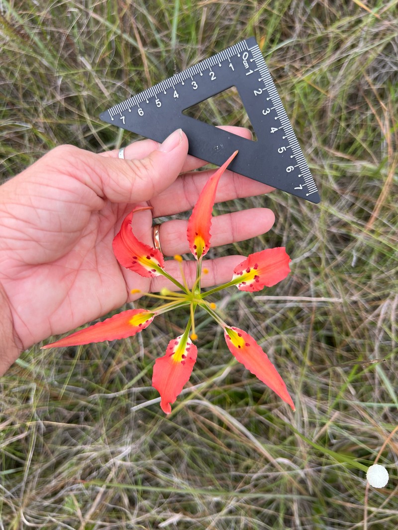 Pine Lily photo 5