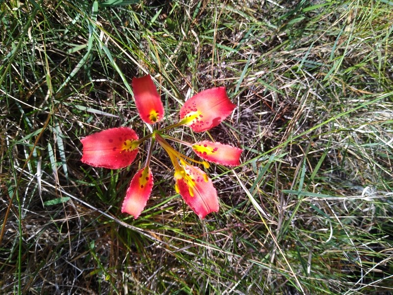 Pine Lily photo 6