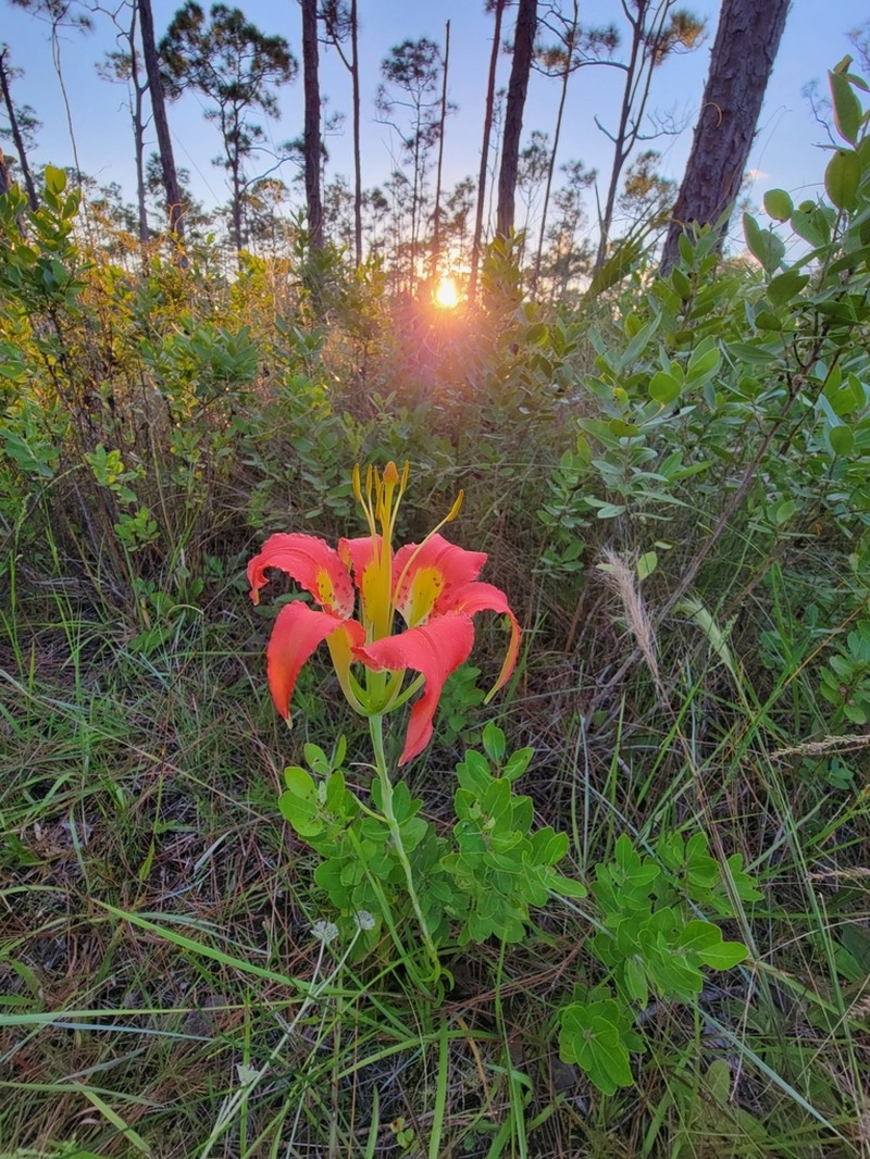 Pine Lily photo 7