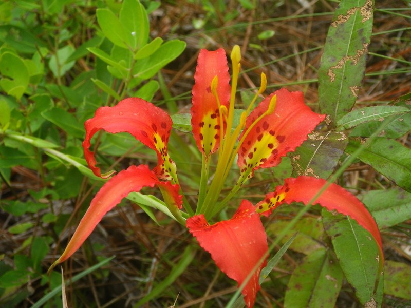 Pine Lily photo 8