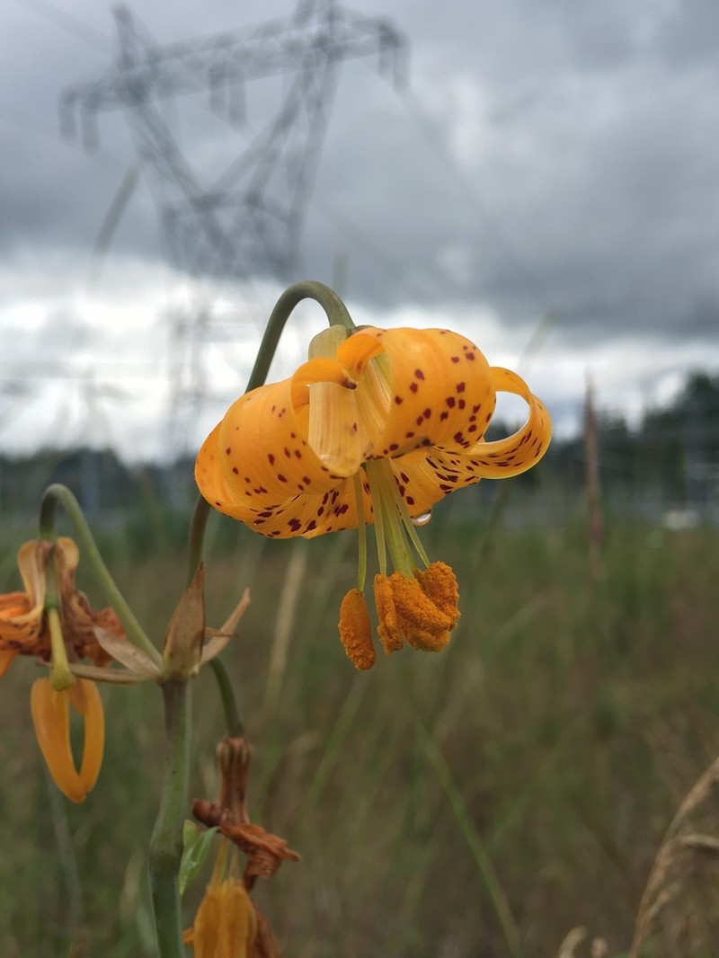 Columbia Lily