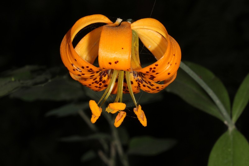 Columbia Lily photo 2