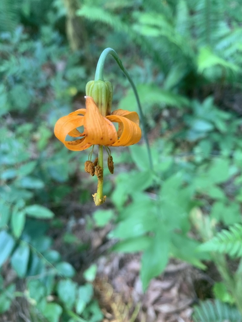 Columbia Lily photo 3