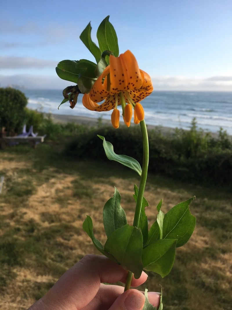 Columbia Lily photo 4