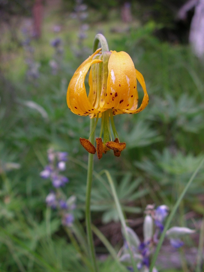 Columbia Lily photo 5