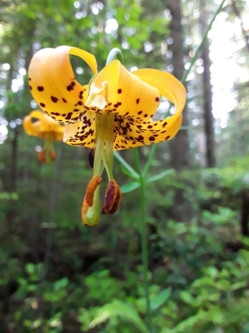 Columbia Lily photo 6