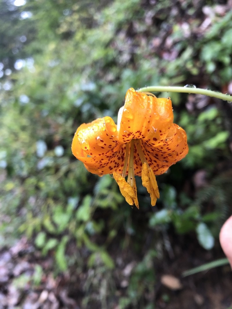 Columbia Lily photo 7