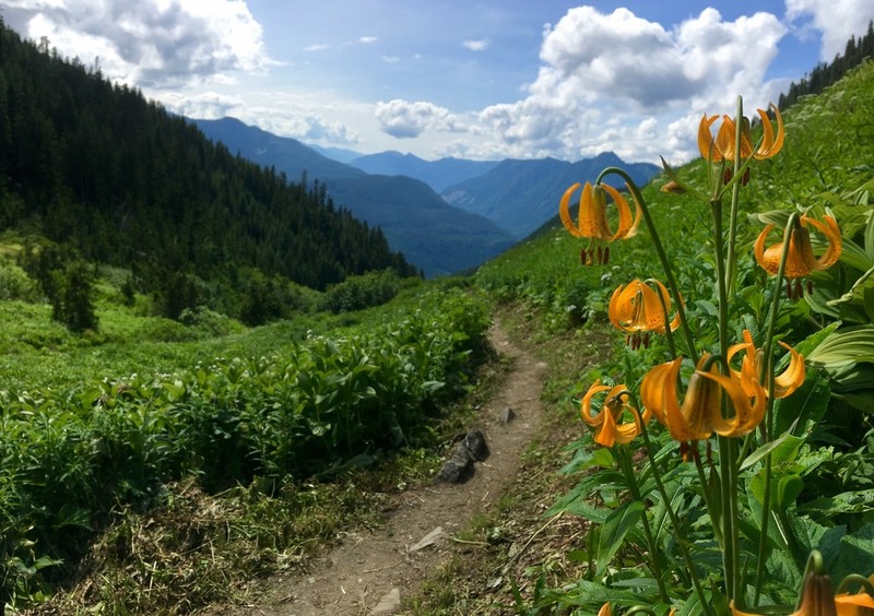 Columbia Lily photo 8