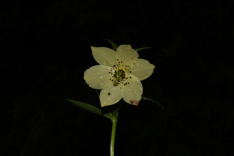 Lilium gongshanense