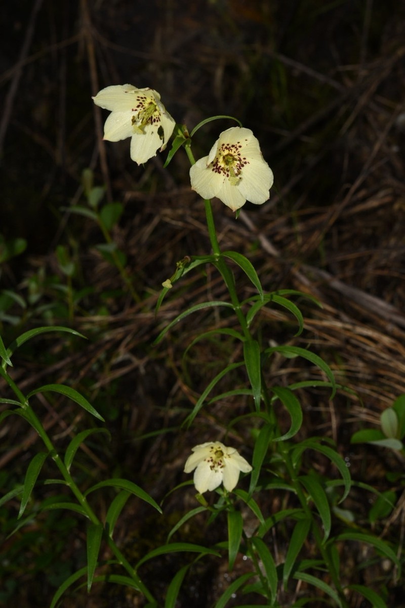 Lilium gongshanense photo 2