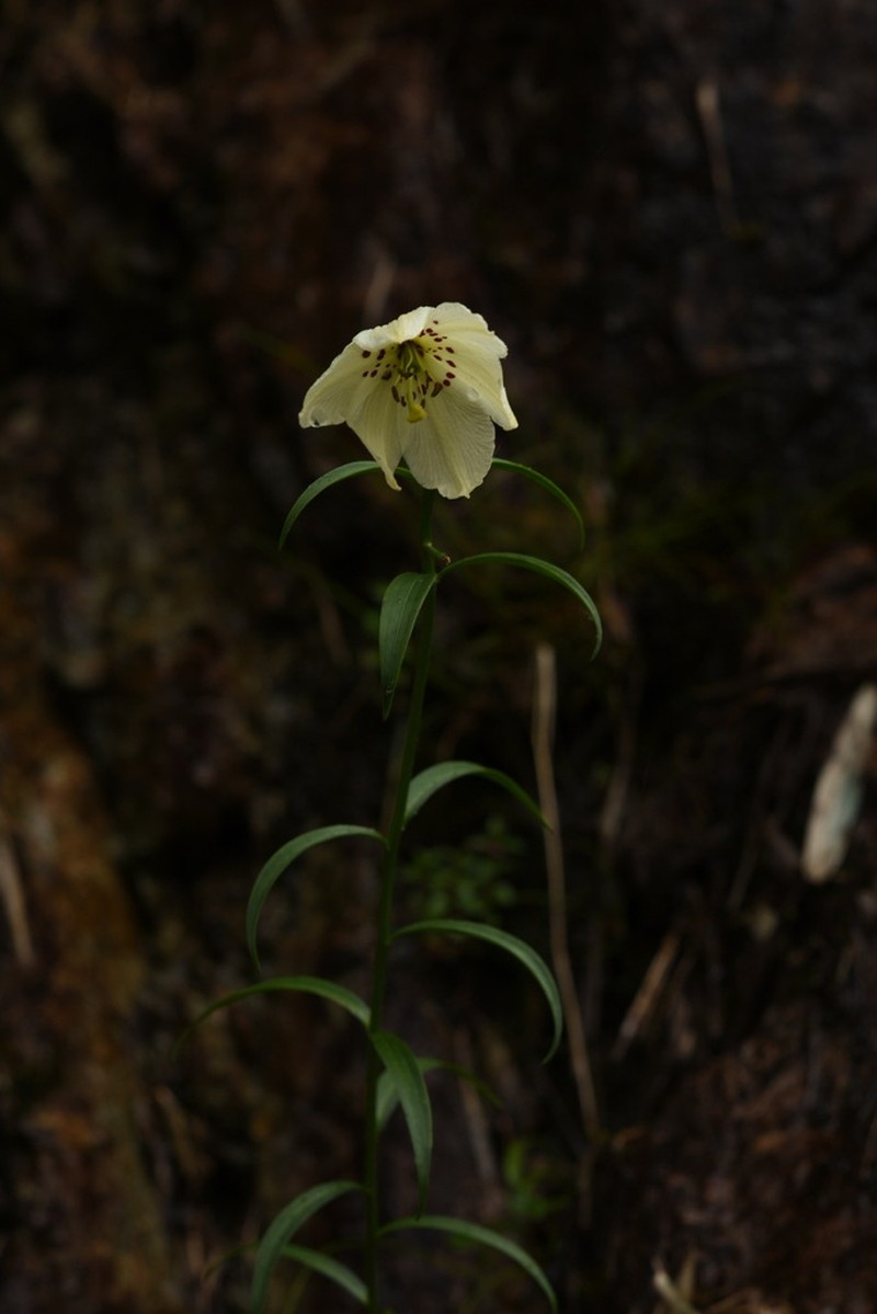 Lilium gongshanense photo 3