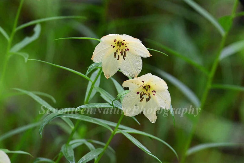 Lilium gongshanense photo 4