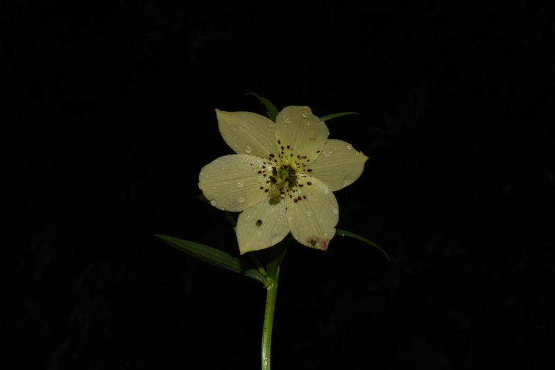 Lilium gongshanense photo 5