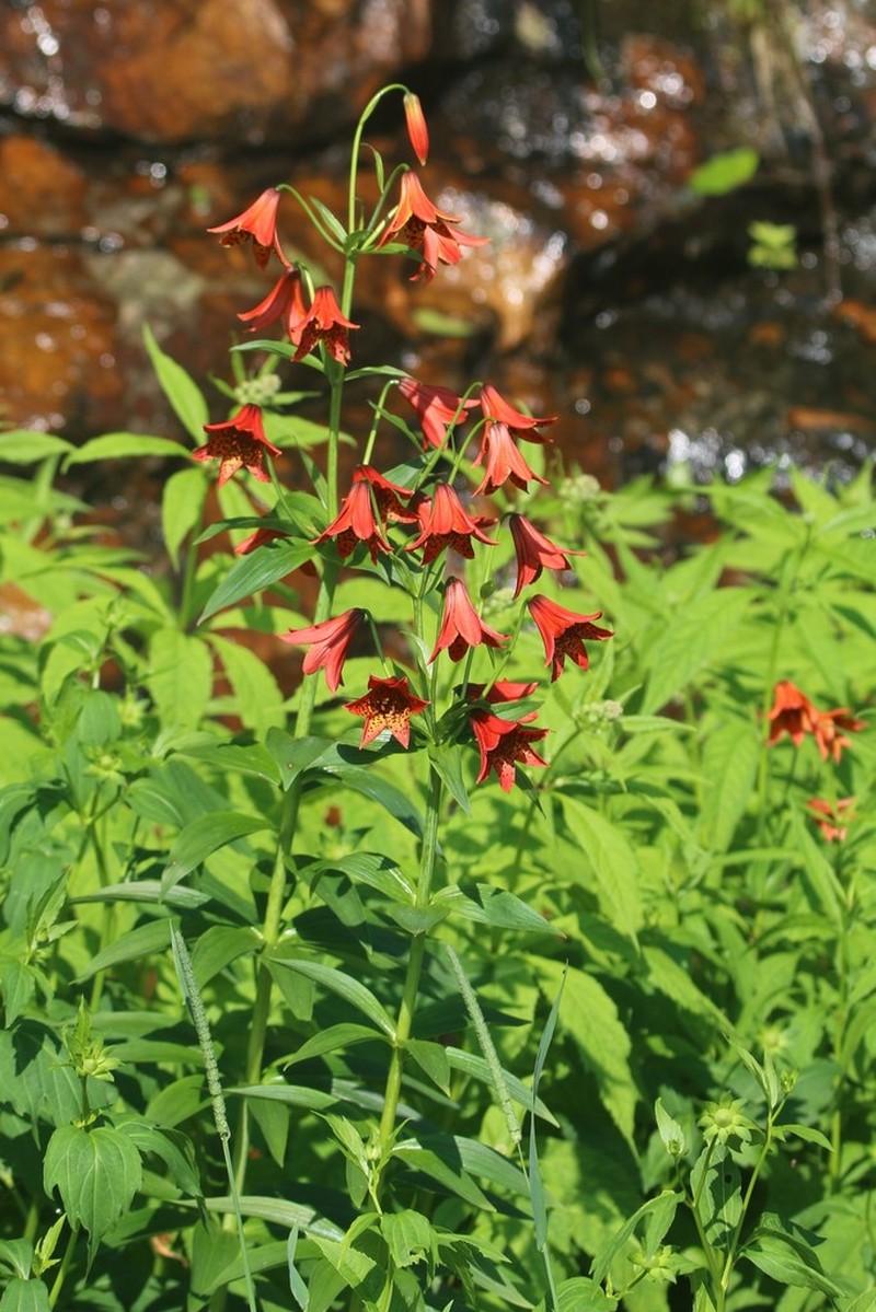 Gray's Lily photo 4