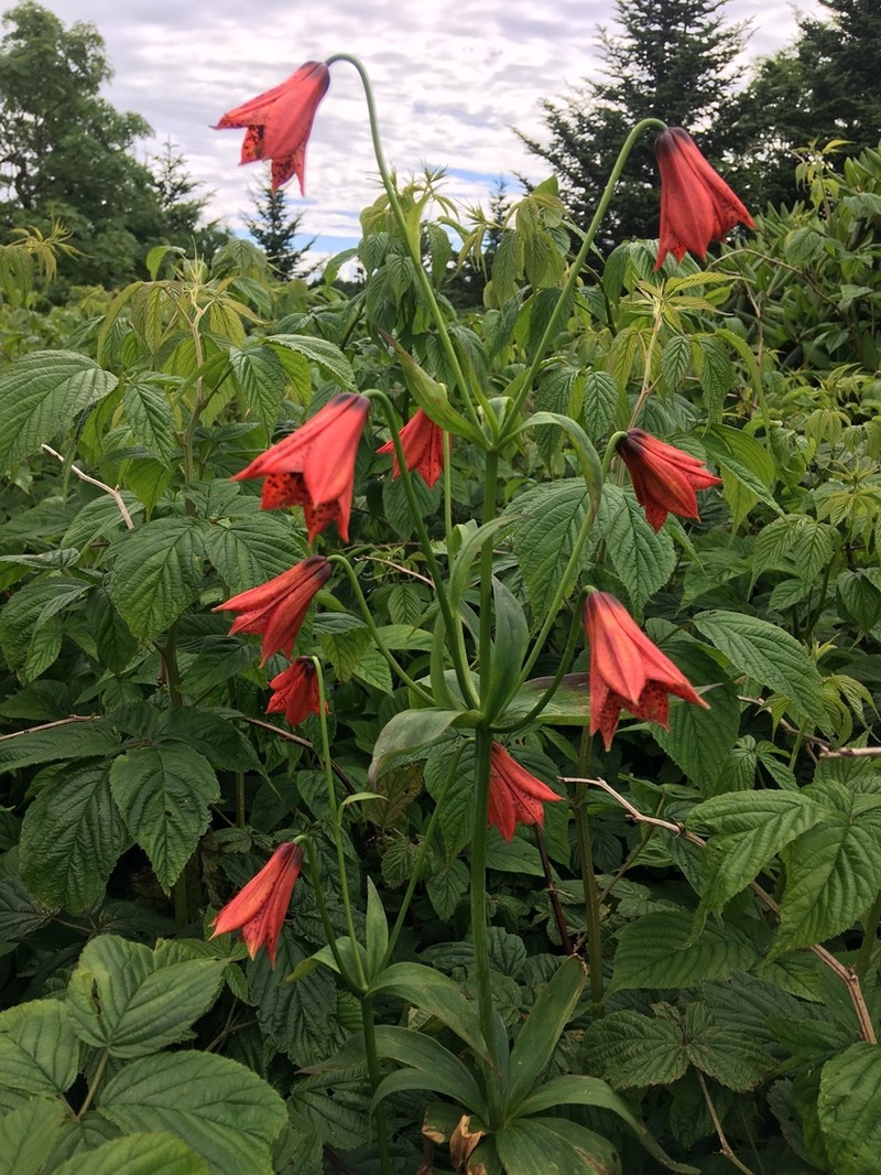 Gray's Lily photo 6