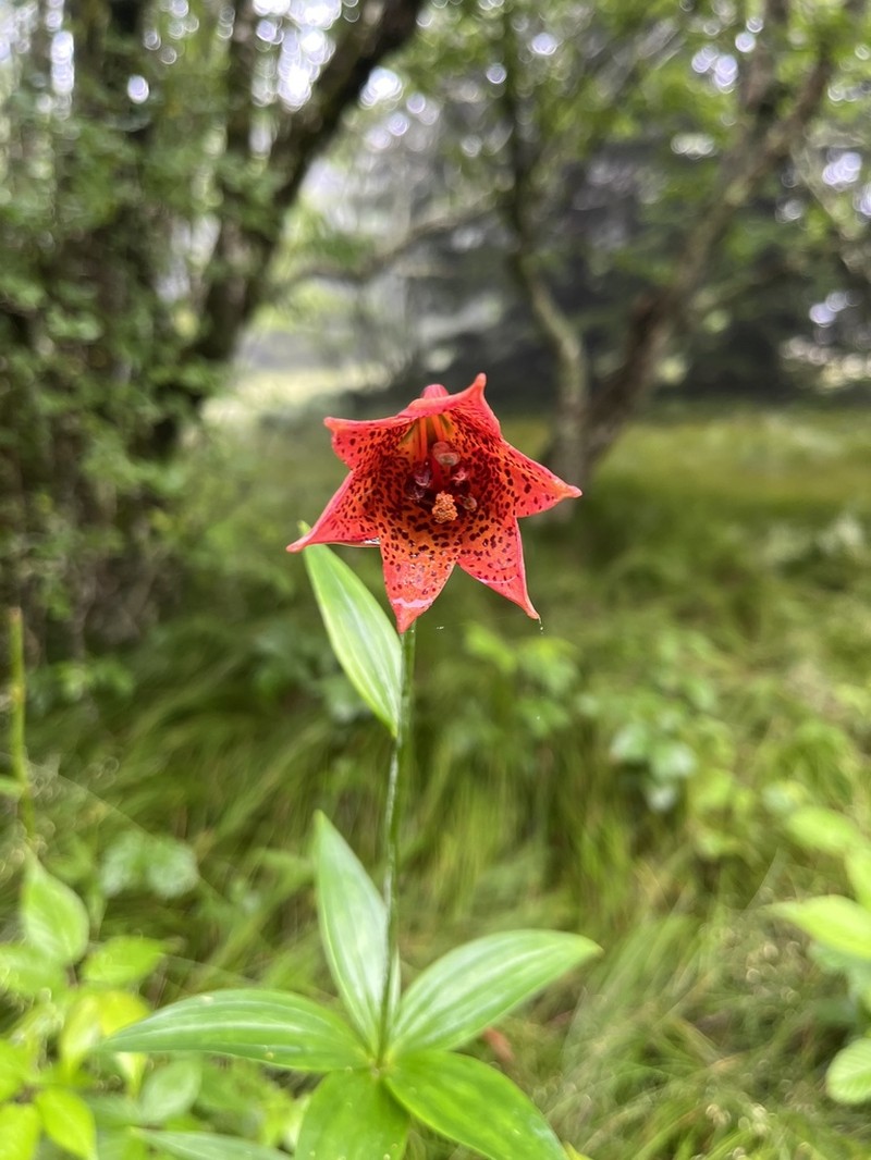 Lily