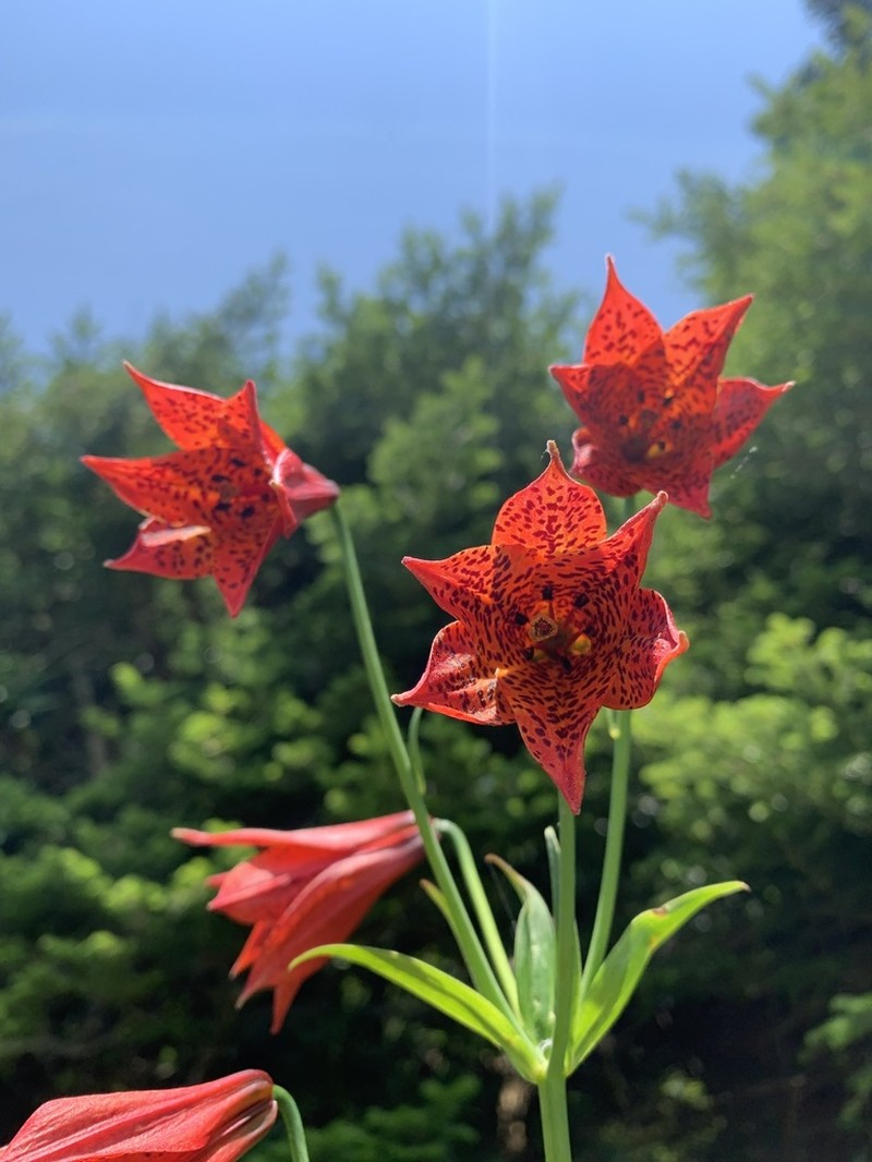 Lily photo 2