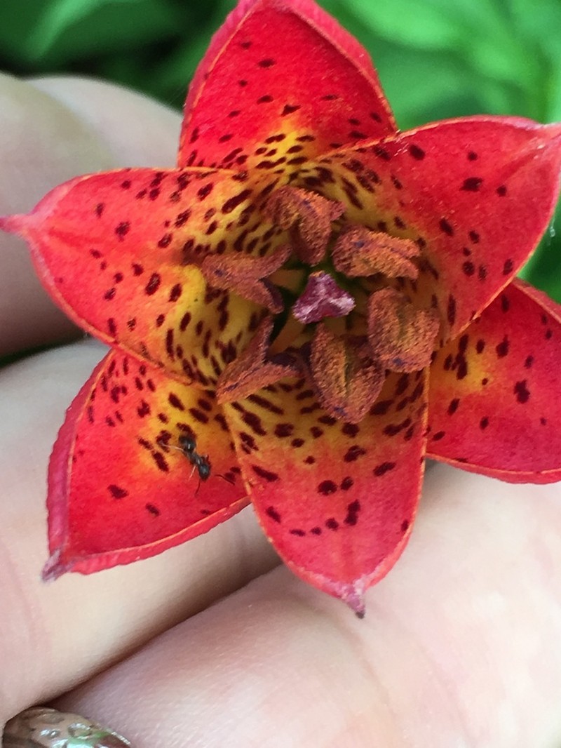 Lily photo 3