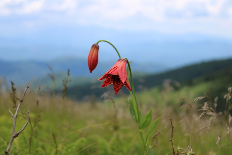 Lily photo 5