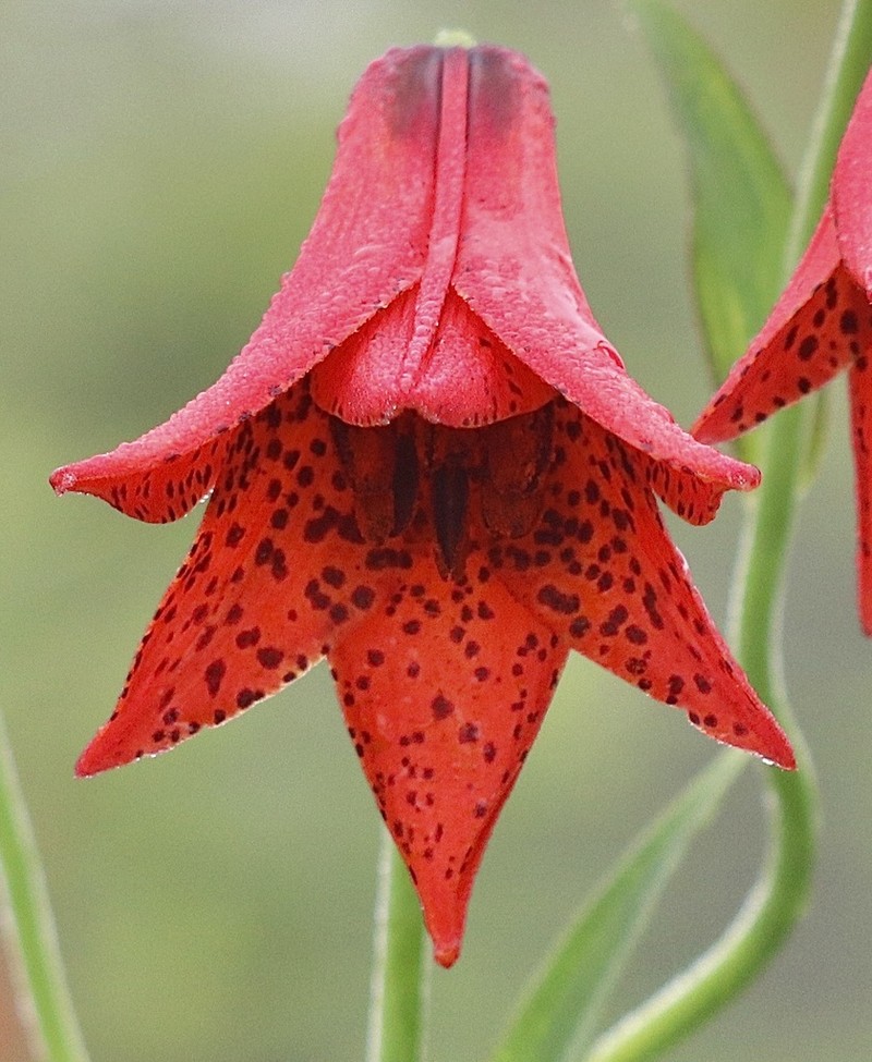 Lily photo 7