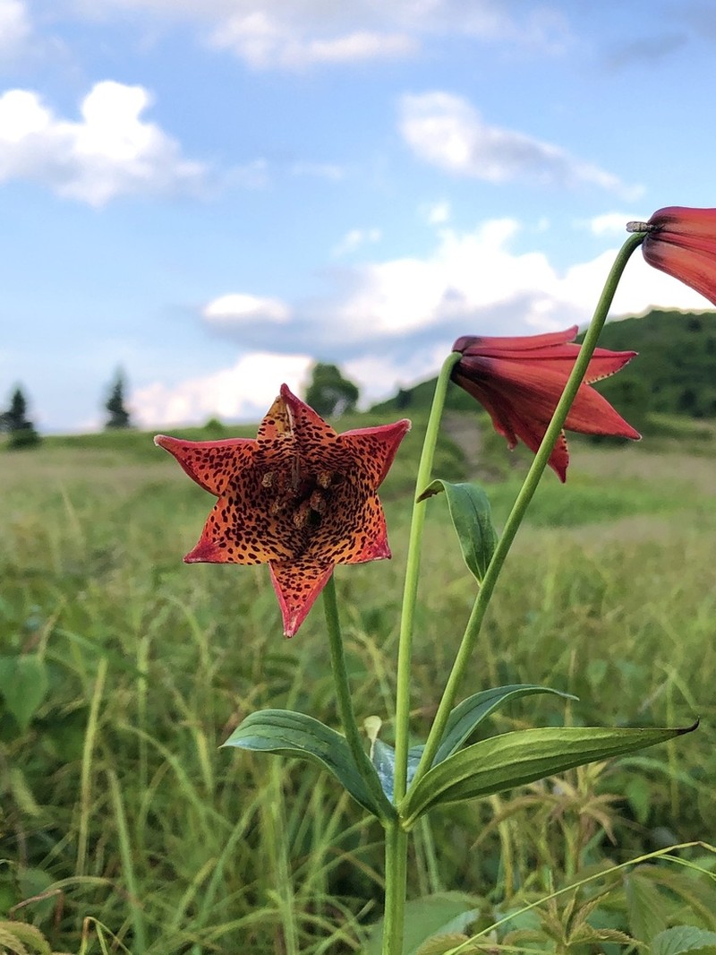 Lily photo 8
