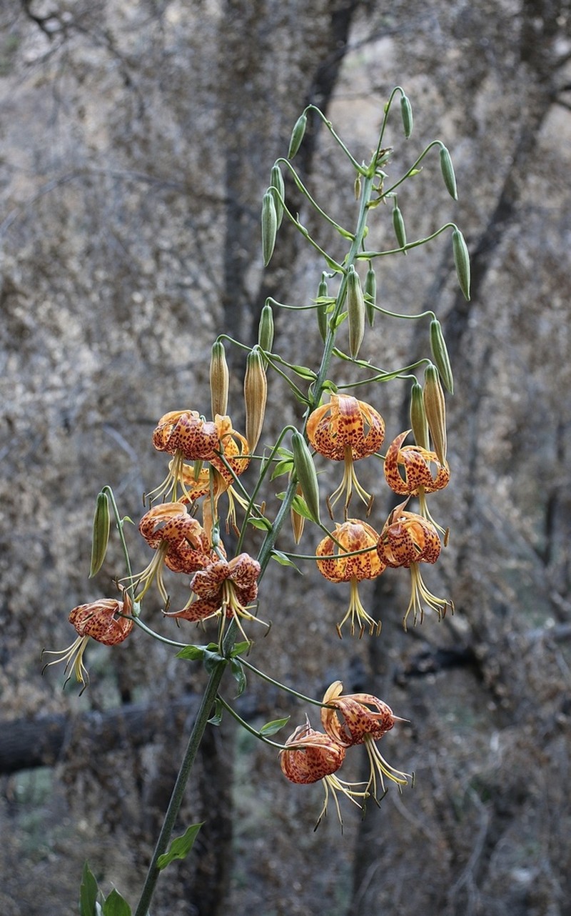 Humboldt Lily